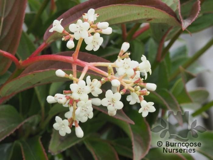 Viburnum X Hillieri Winton From Burncoose Nurseries